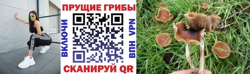 закладка  Гатчина  Псилоцибиновые грибы Cubensis 